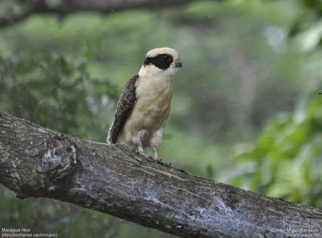 Laughing Falcon