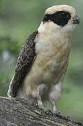 Laughing Falcon