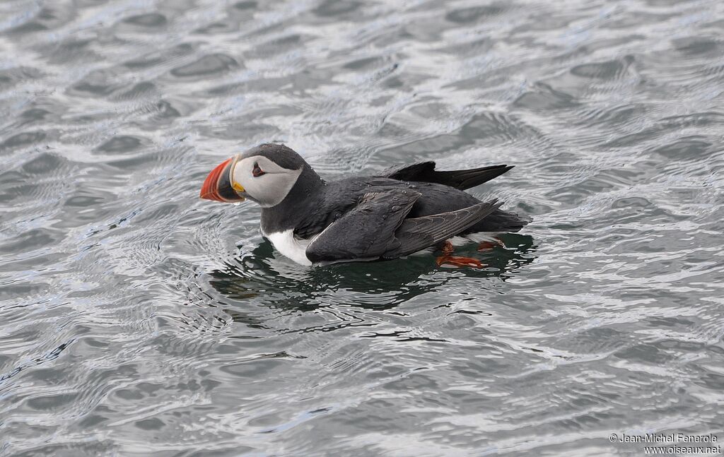 Atlantic Puffin