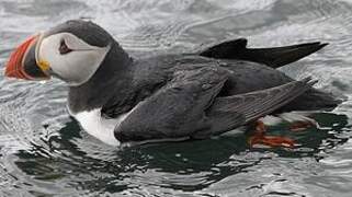 Atlantic Puffin