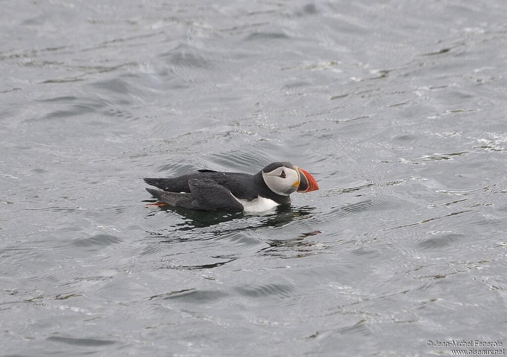 Atlantic Puffin