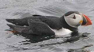 Atlantic Puffin