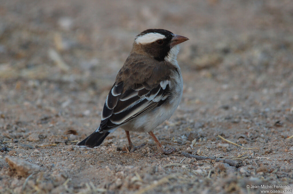 White-browed Sparrow-Weaver