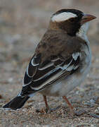 White-browed Sparrow-Weaver