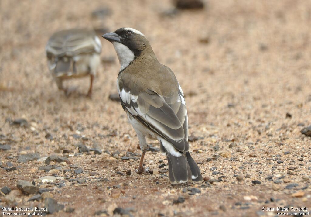 White-browed Sparrow-Weaver