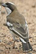 White-browed Sparrow-Weaver