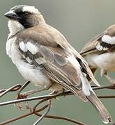 White-browed Sparrow-Weaver