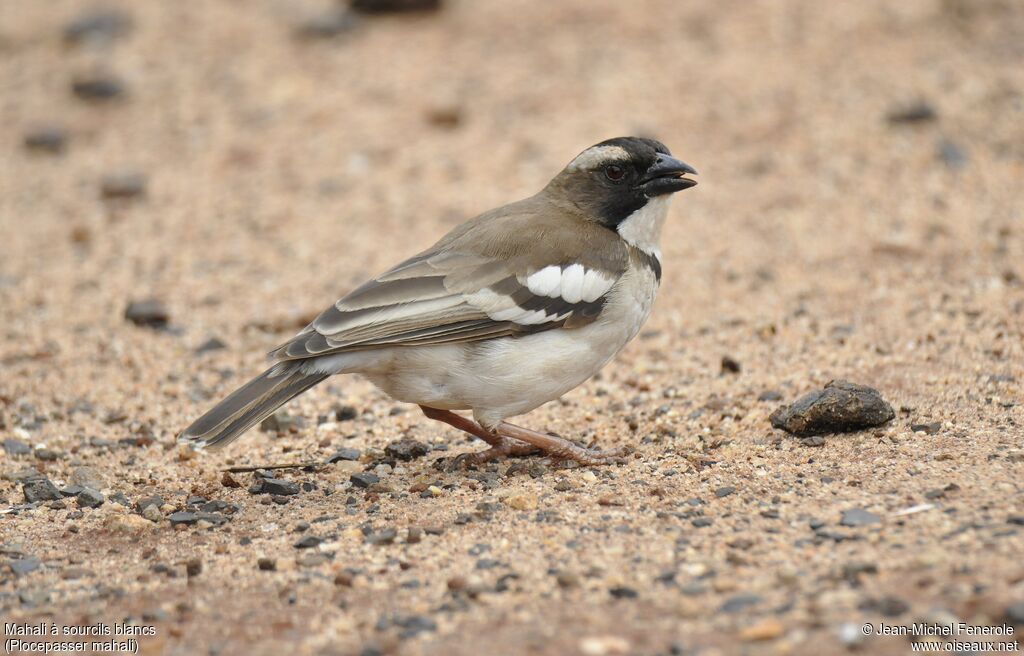 White-browed Sparrow-Weaver