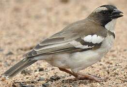 White-browed Sparrow-Weaver