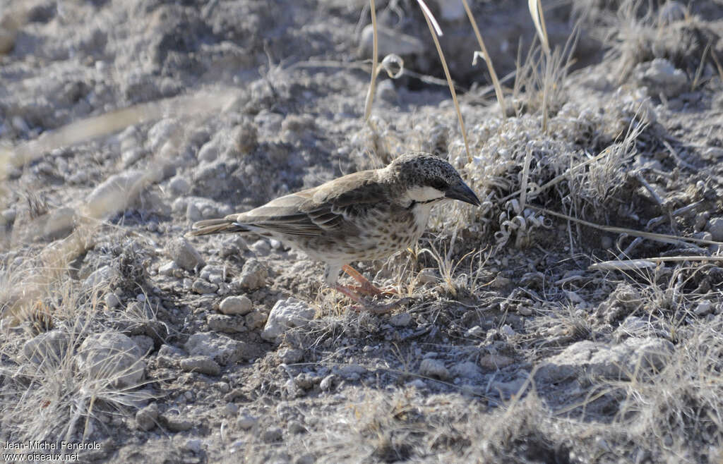 Donaldson Smith's Sparrow-Weaver, fishing/hunting