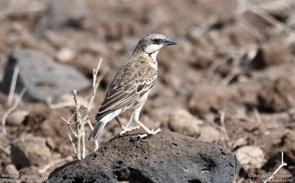 Donaldson Smith's Sparrow-Weaver