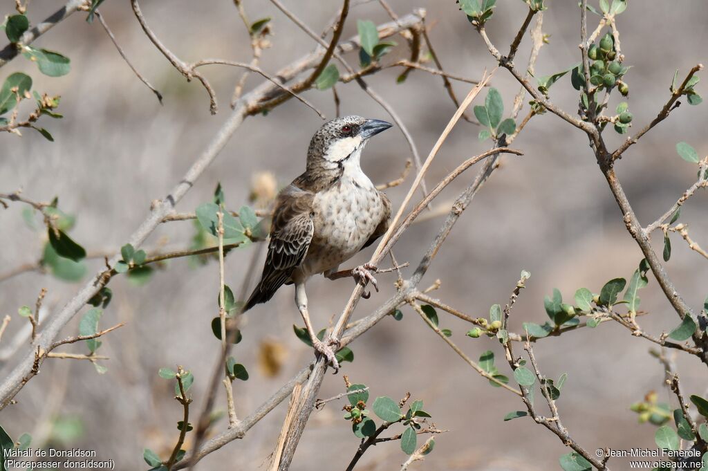 Donaldson Smith's Sparrow-Weaver