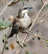 Donaldson Smith's Sparrow-Weaver