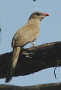 Sirkeer Malkoha