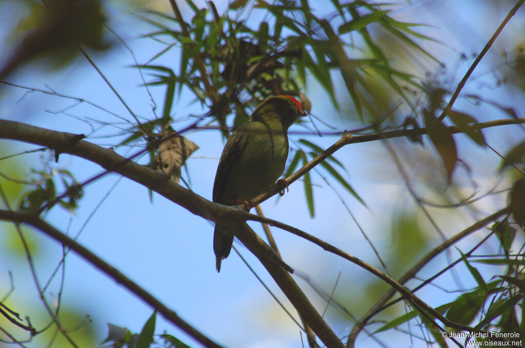 Blue Manakin male First year