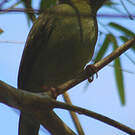 Manakin à longue queue