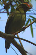 Blue Manakin