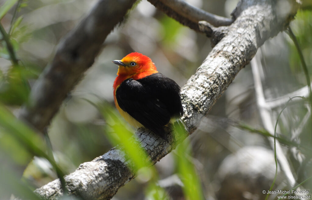 Band-tailed Manakin male adult