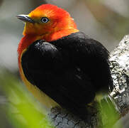 Band-tailed Manakin