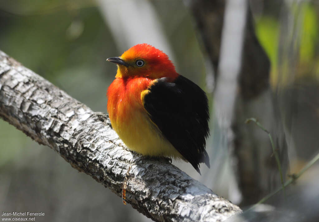 Band-tailed Manakin male adult