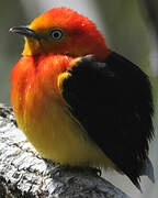 Band-tailed Manakin