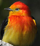 Band-tailed Manakin