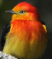 Manakin à queue barrée