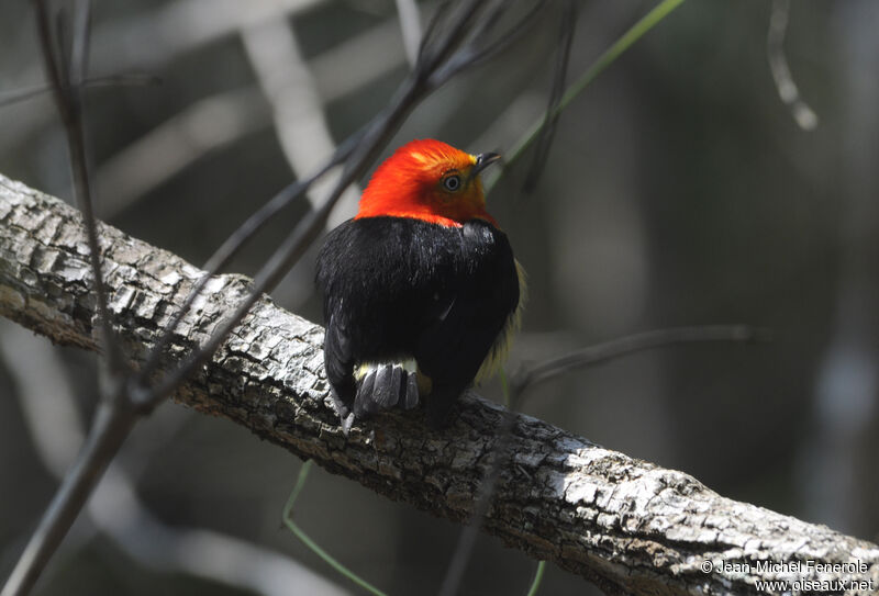 Band-tailed Manakin male adult