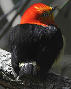 Band-tailed Manakin