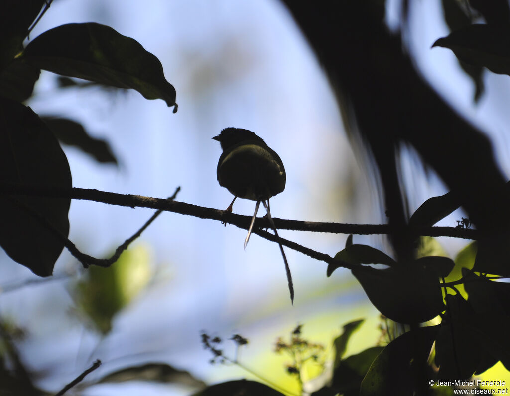 Long-tailed Manakin male