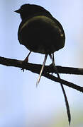 Long-tailed Manakin