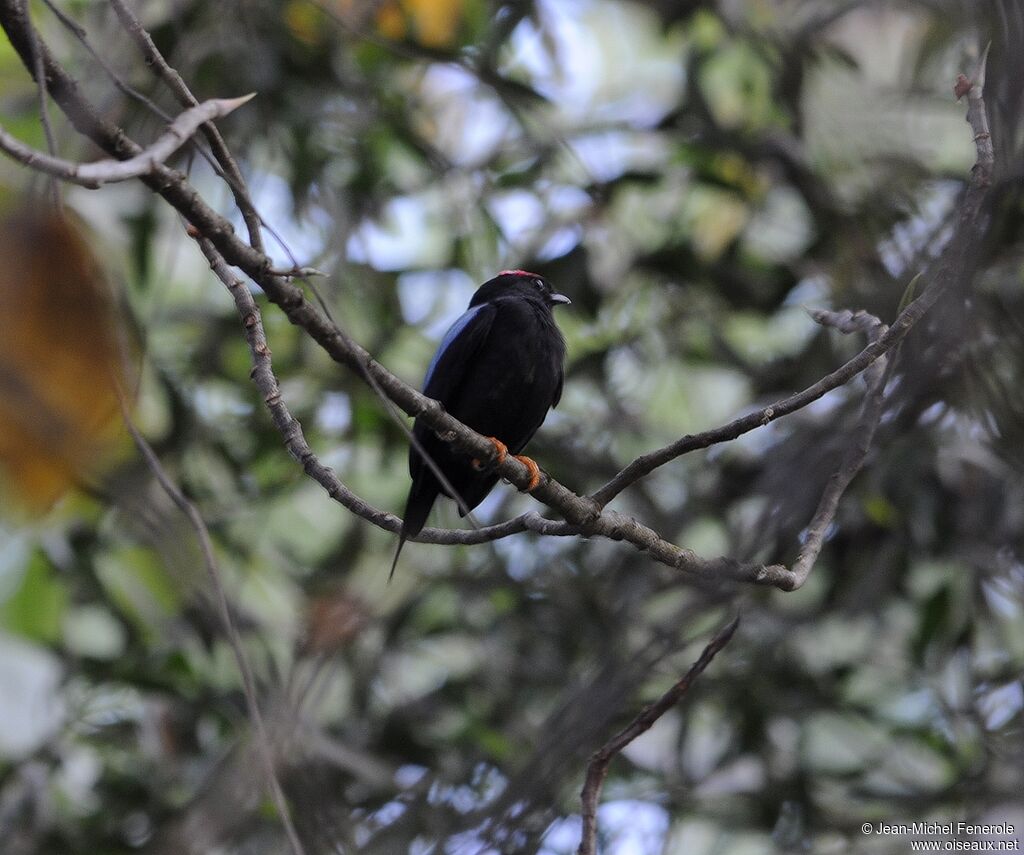 Lance-tailed Manakin