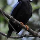 Manakin lancéolé
