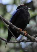 Lance-tailed Manakin