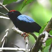 Manakin tijé