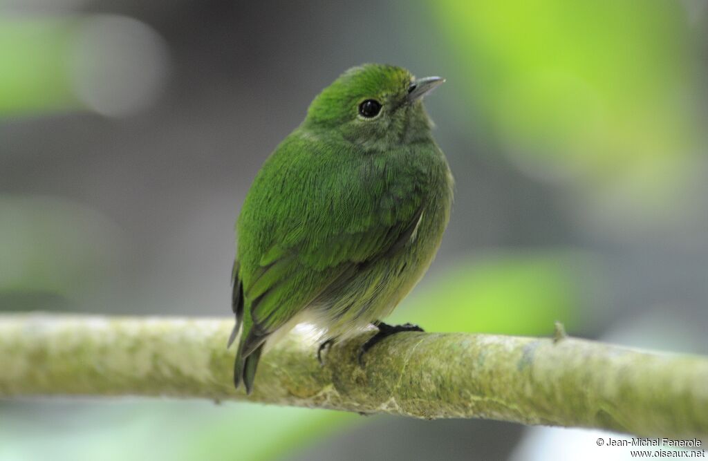 Velvety Manakin female adult, pigmentation