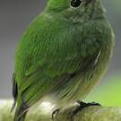 Manakin velouté