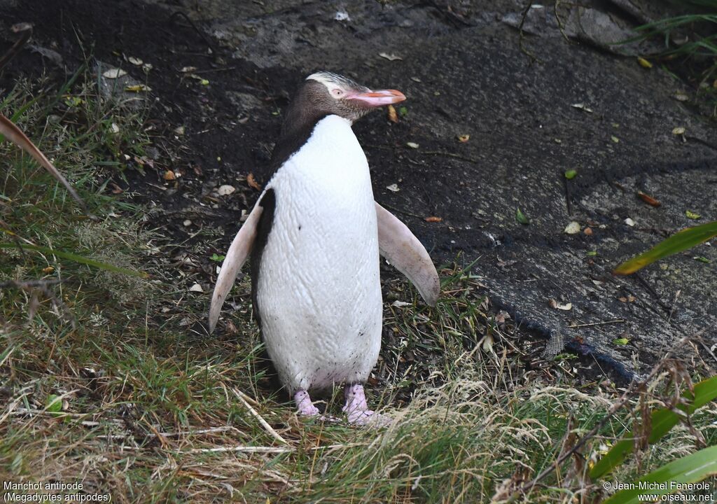 Yellow-eyed Penguin