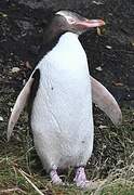 Yellow-eyed Penguin