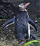 Yellow-eyed Penguin