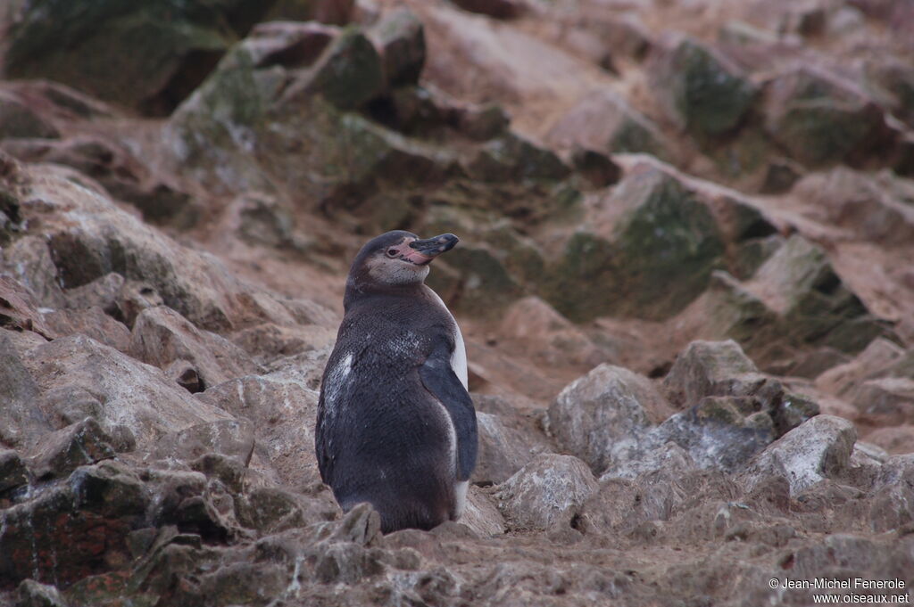 Humboldt Penguinimmature