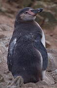 Humboldt Penguin