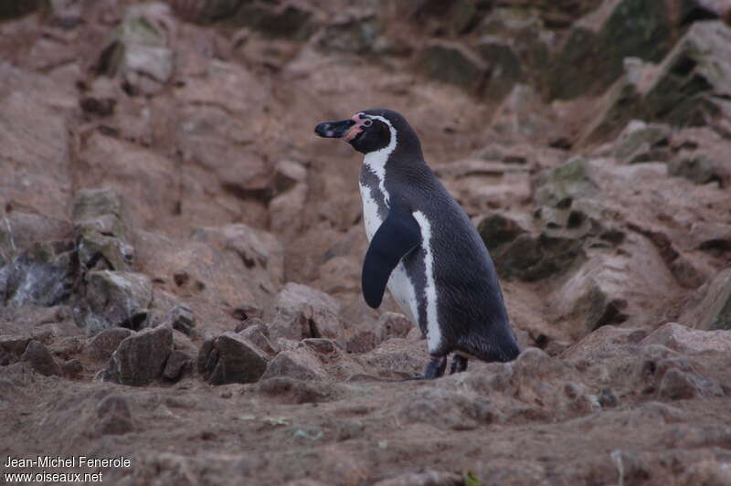 Humboldt Penguinadult, identification