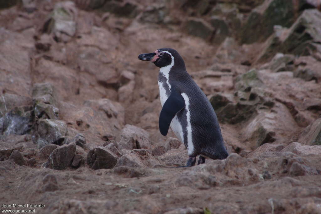 Humboldt Penguinadult, identification