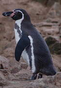 Humboldt Penguin