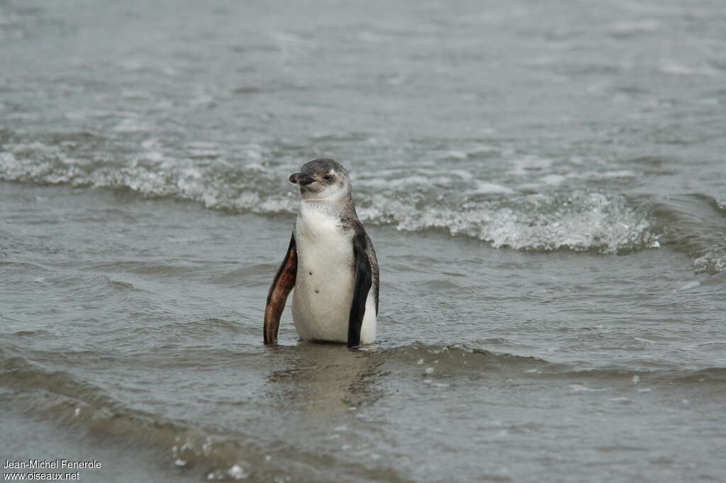 Magellanic Penguinimmature, Behaviour