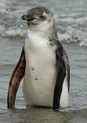 Magellanic Penguin