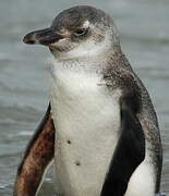 Magellanic Penguin