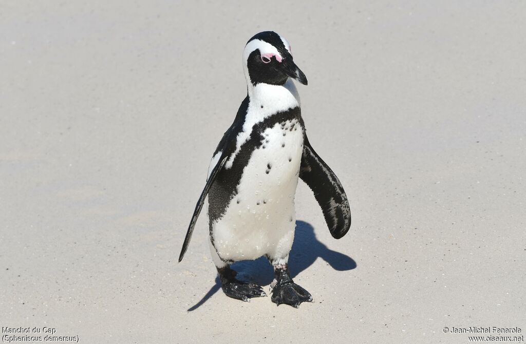 African Penguin