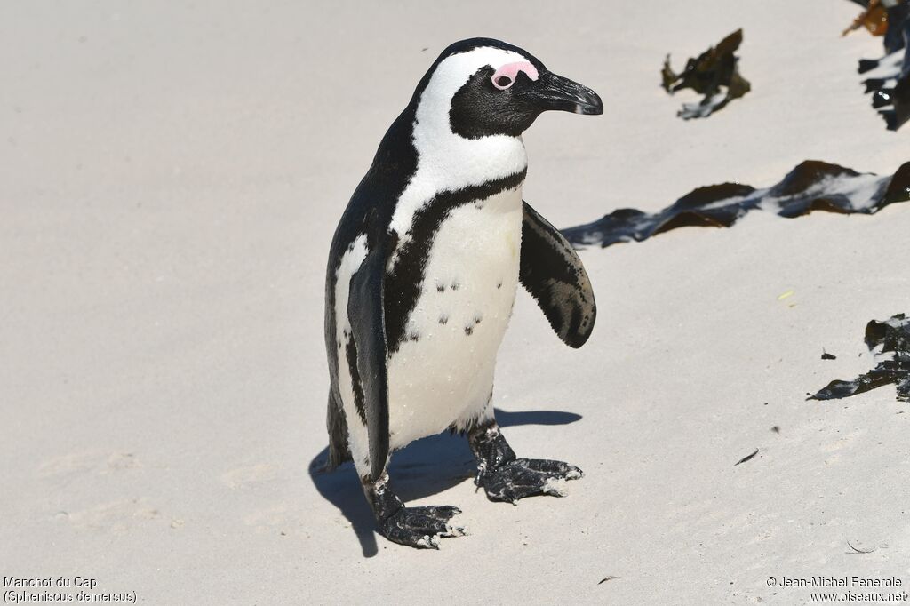 African Penguin